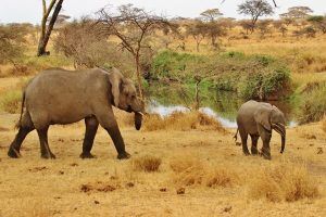 Tanzanie