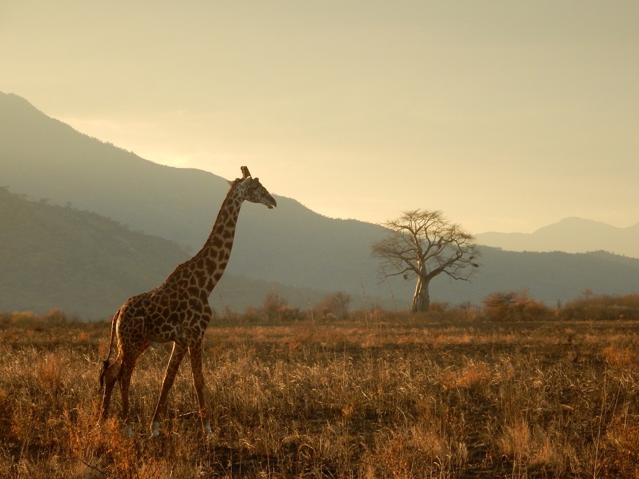 Tanzanie