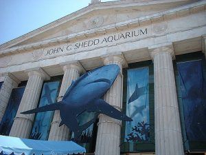 aquarium john g shedd 