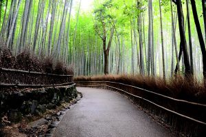 bambouseraie arashiyama
