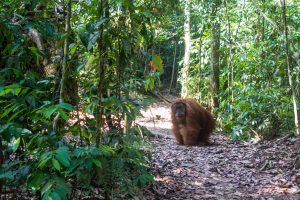 bukit lawang