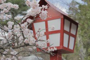 cerisiers japon