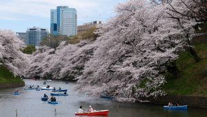cerisiers tokyo