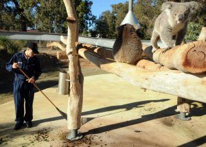 cohunu koala park