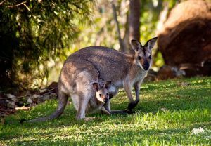 kangourous