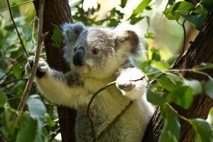 sanctuaire koalas